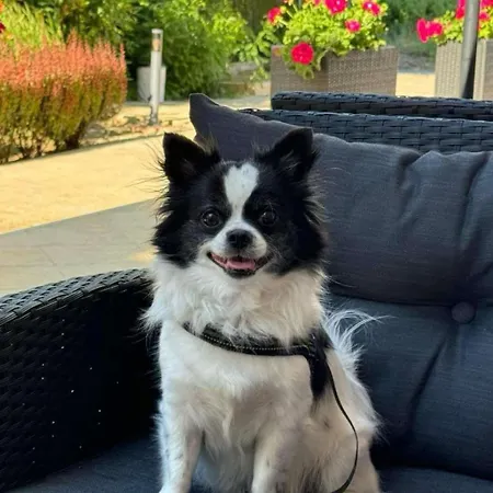 Royal Marina Hotel Czernomorec