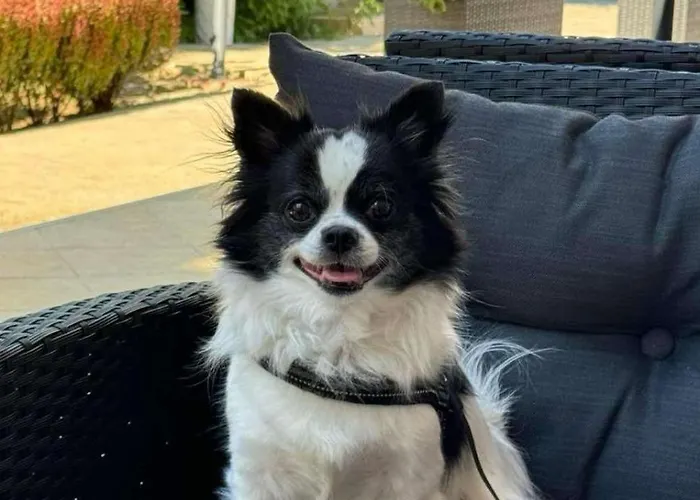 Royal Marina 酒店 切尔诺莫雷茨